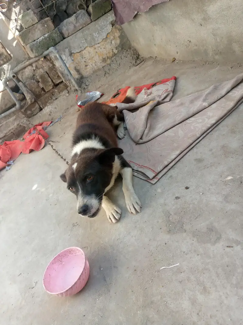 pisti dog male — photo 4