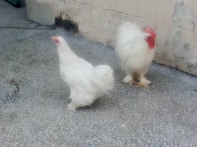 Bantam pair for sale in Gulberg