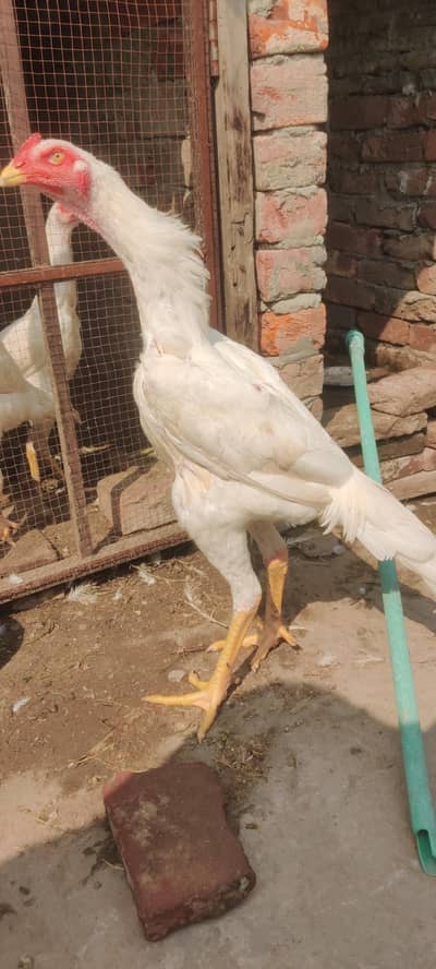 WHITE KING O SHAMO MALE