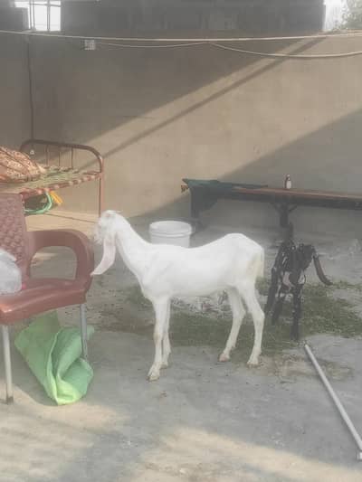 gulabi rajanpuri path  1 mahine ki or bisaar tapra bakra 2.5 mahine ka