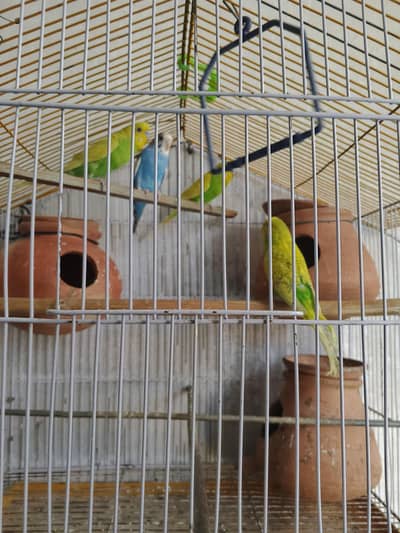 Home breed Beautiful Parrot Pair for Sale