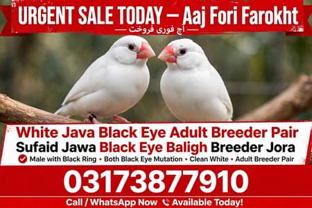 pur white jawa black common eyes