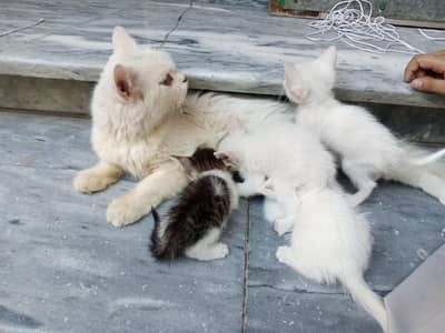 persian cat with 4 baby