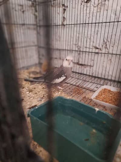 breeder pair Available good and breeder pair