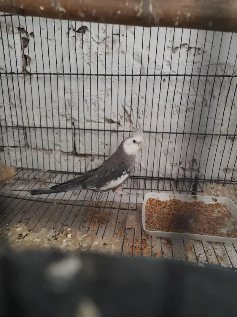 breeder pair Available good and breeder pair — photo 2