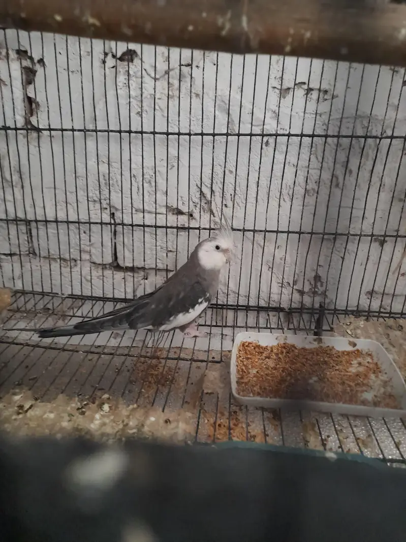 breeder pair Available good and breeder pair — photo 3