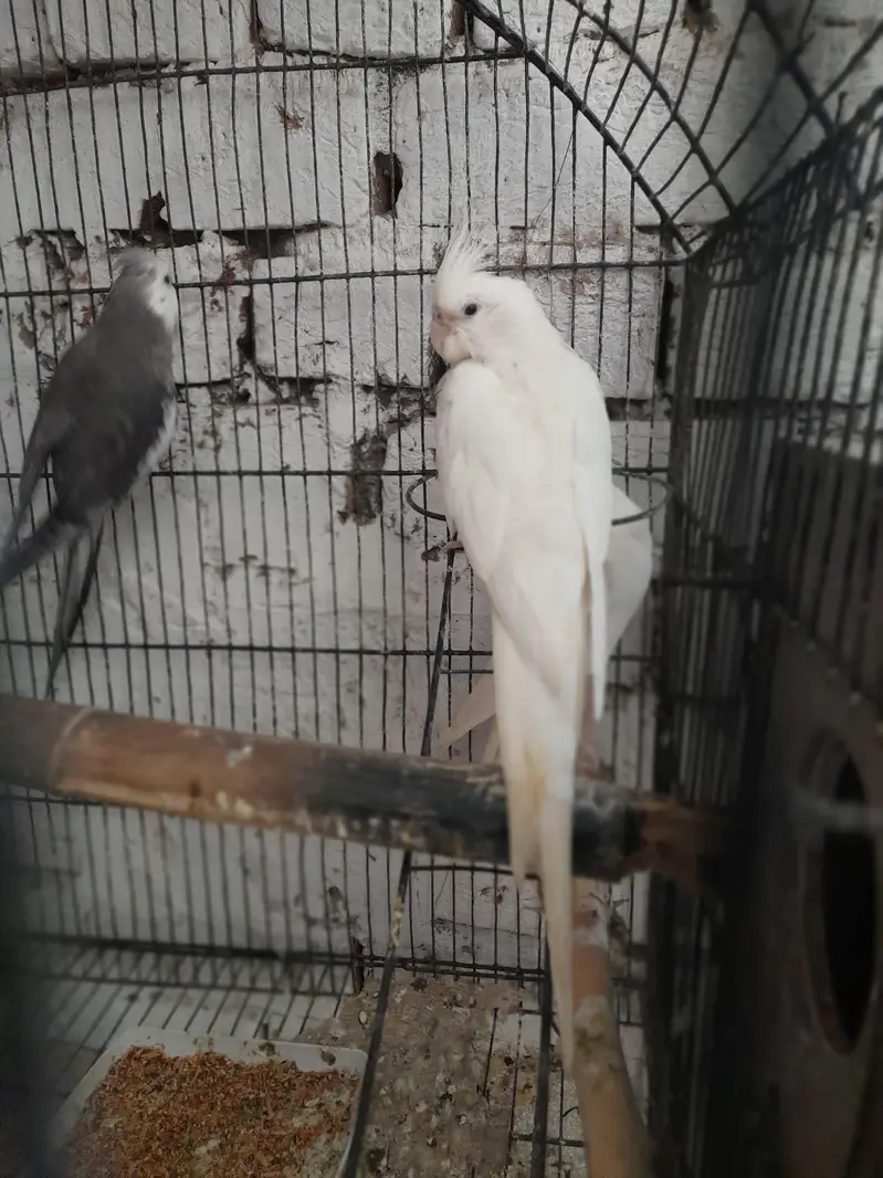breeder pair Available good and breeder pair — photo 4