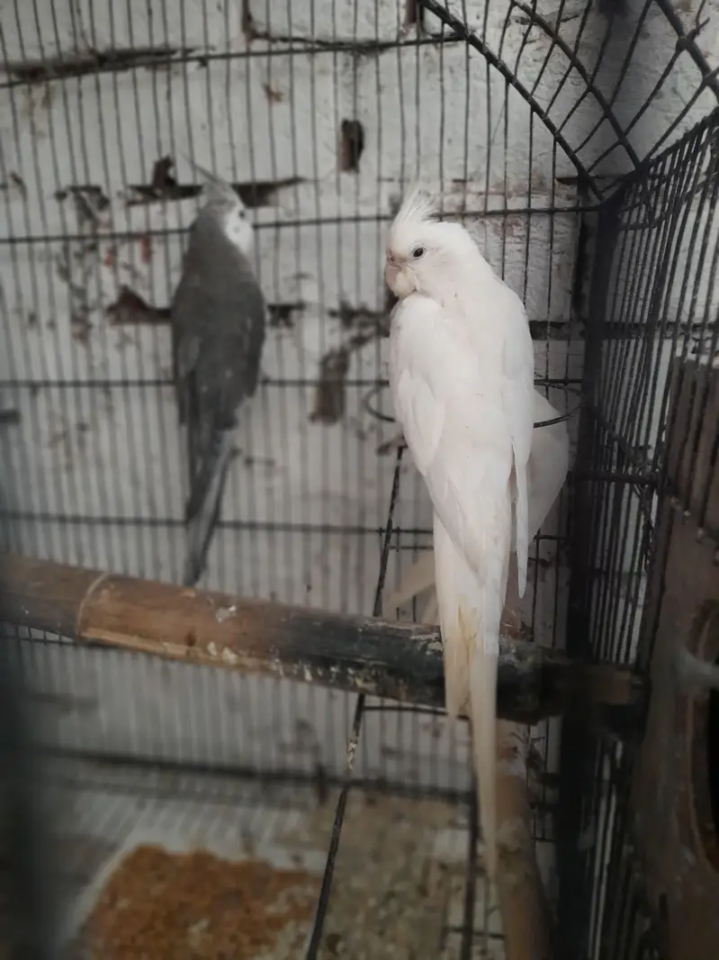 breeder pair Available good and breeder pair — photo 5