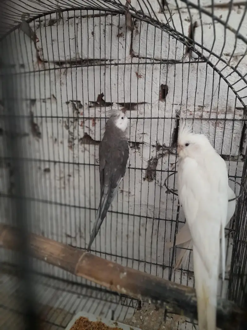 breeder pair Available good and breeder pair — photo 6