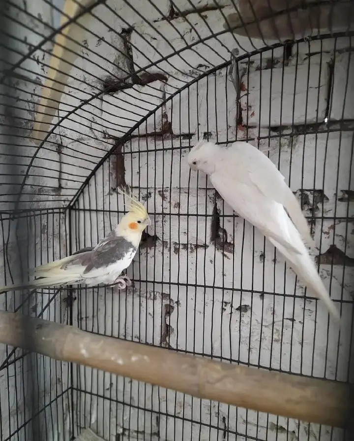 breeder pair Available good and breeder pair — photo 7