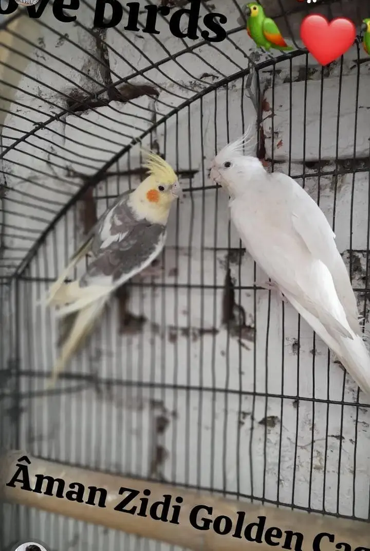 breeder pair Available good and breeder pair — photo 8