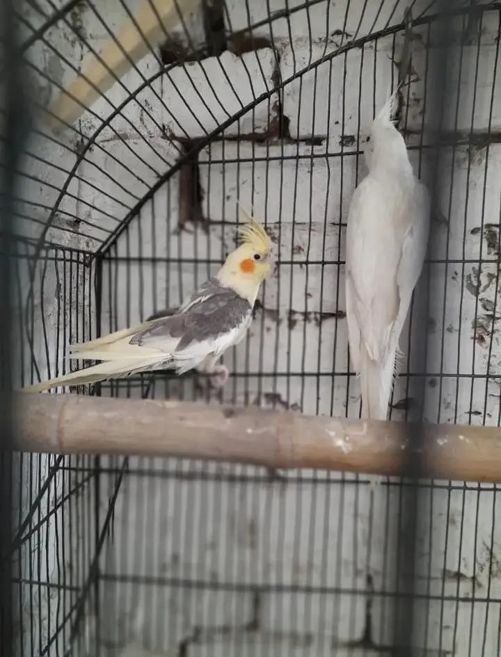 breeder pair Available good and breeder pair — photo 9