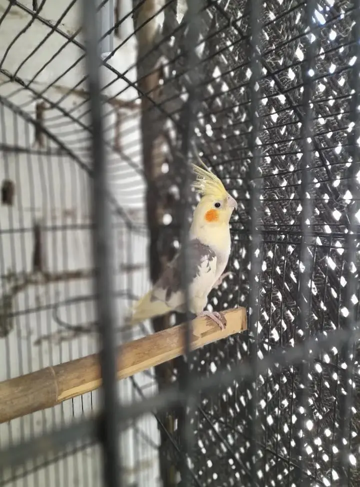 breeder pair Available good and breeder pair — photo 10