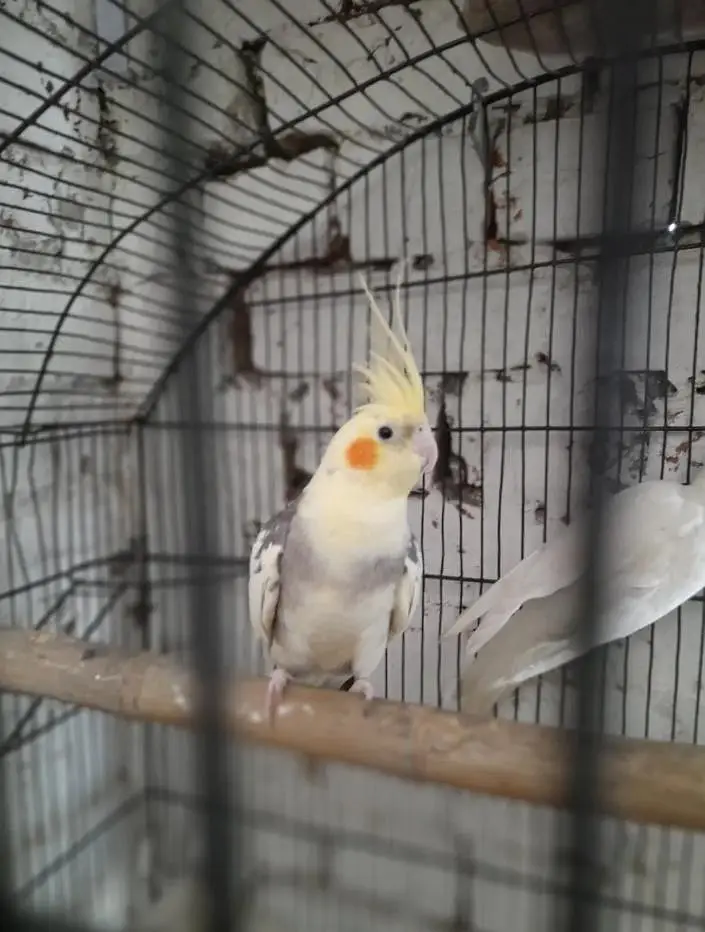 breeder pair Available good and breeder pair — photo 11