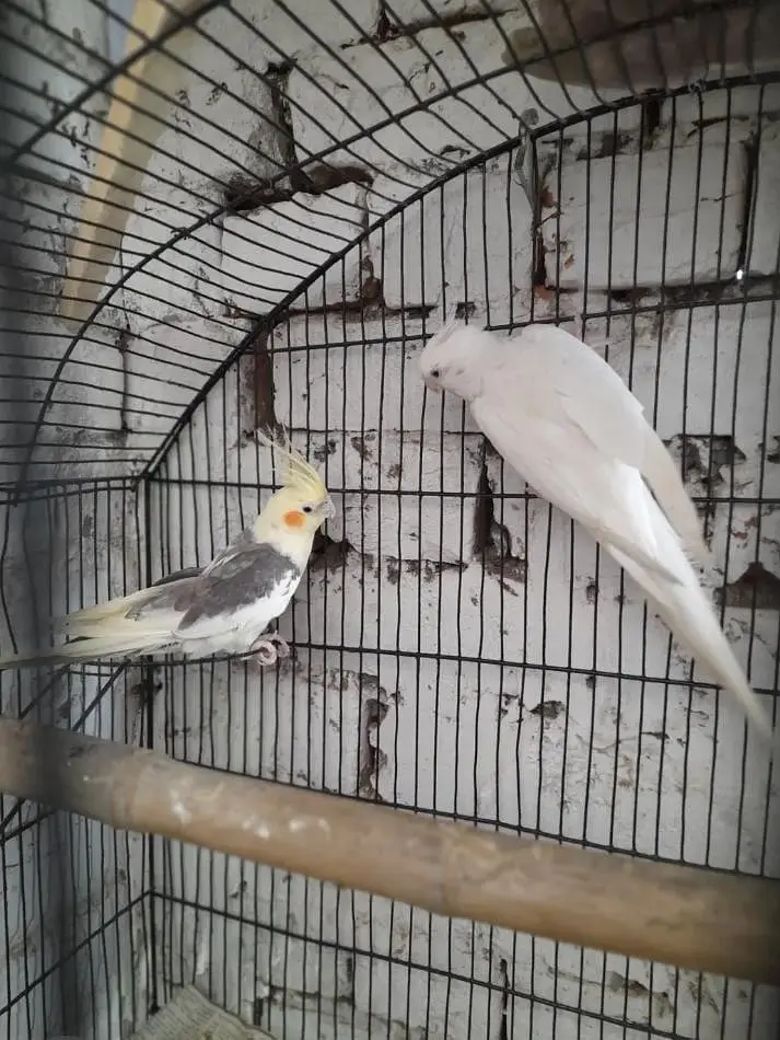 breeder pair Available good and breeder pair — photo 12