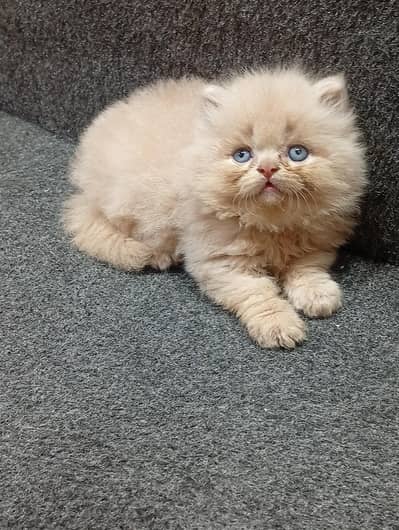 cash on delivery available Persian punch face cat kitten