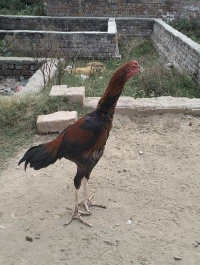 aseel murga lakha 03169750289