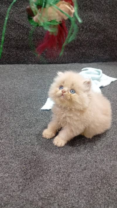 cash on delivery available Persian punch face cat kitten