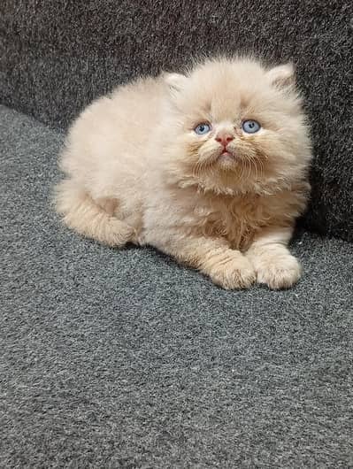 cash on delivery available Persian punch face cat kitten