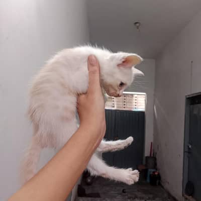 persion beby kitten full active