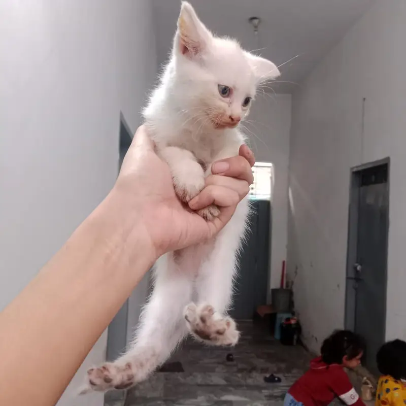 persion beby kitten full active — photo 2