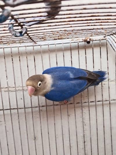 Blue Love Bird Male, Rs 1500