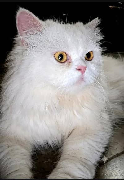 cat pershion
