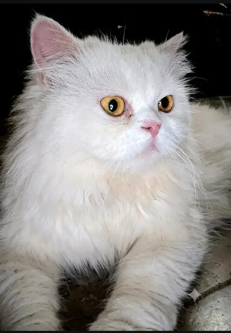 cat pershion — photo 2