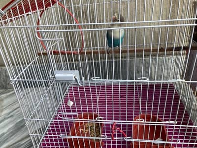 Lovebird+cage for sale.
