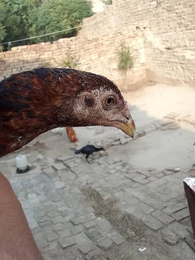 asil patha parhi for sale high quality birds