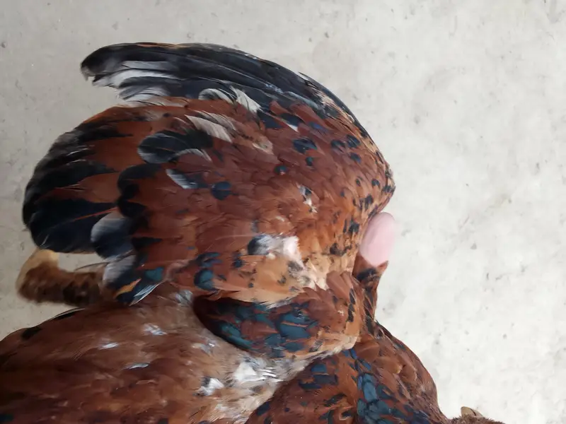 asil patha parhi for sale high quality birds — photo 3