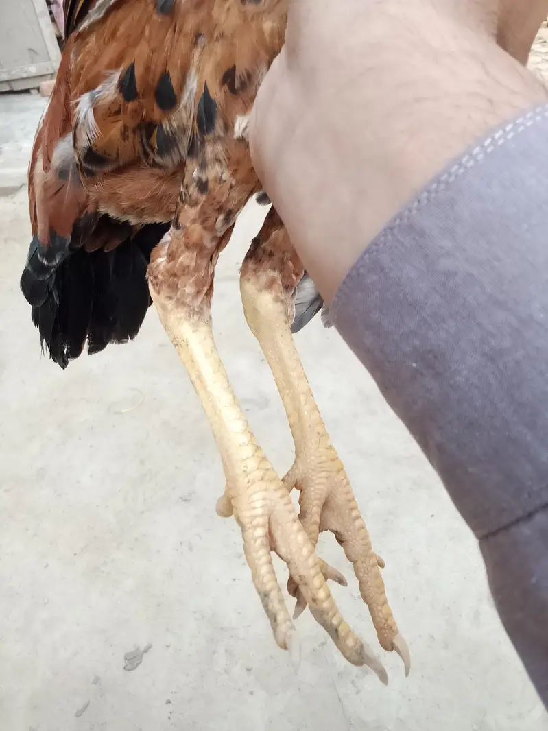 asil patha parhi for sale high quality birds — photo 4
