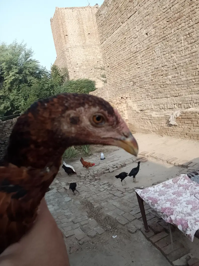asil patha parhi for sale high quality birds — photo 5
