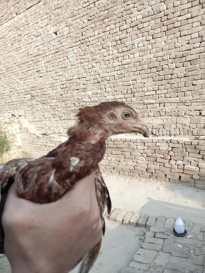 asil patha parhi for sale high quality birds — photo 6
