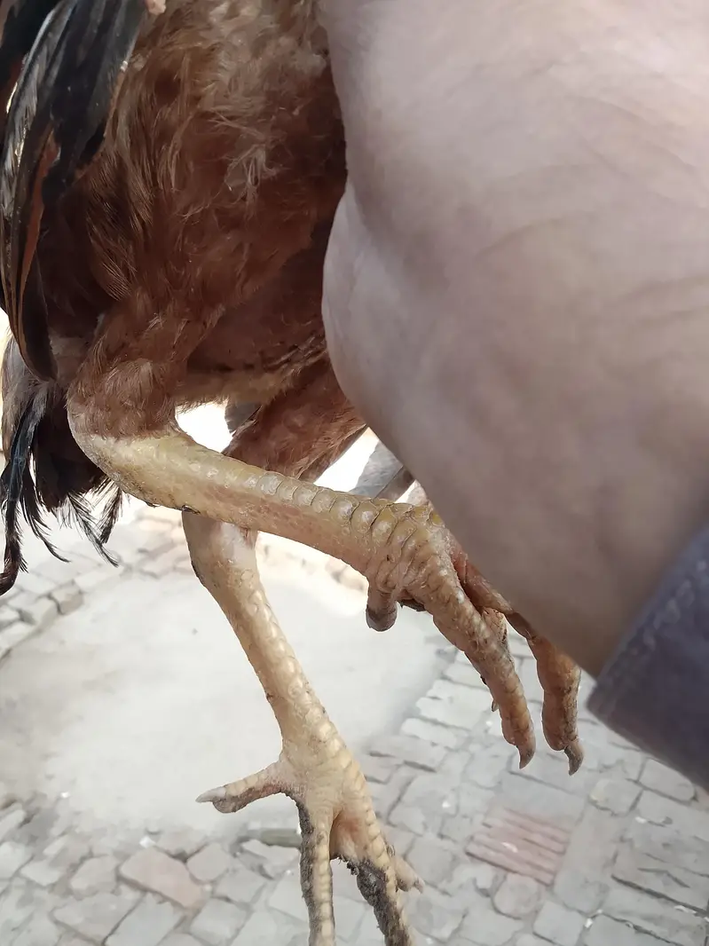 asil patha parhi for sale high quality birds — photo 7
