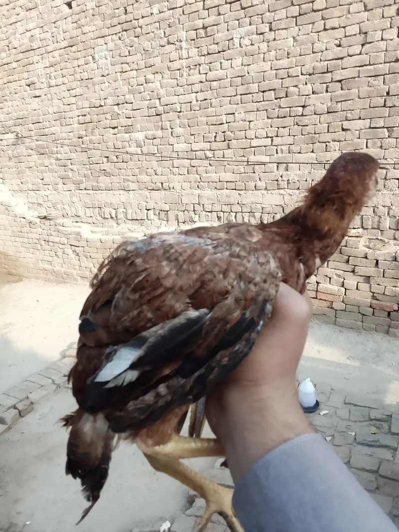 asil patha parhi for sale high quality birds — photo 8