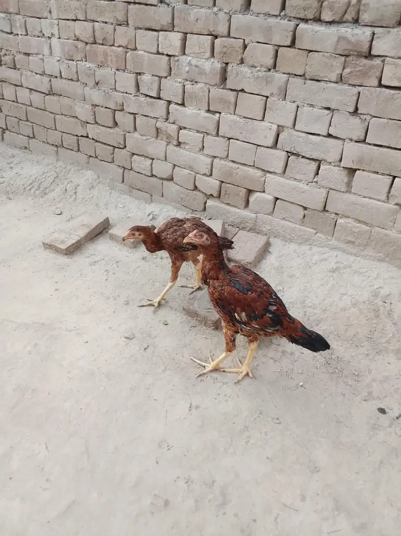 asil patha parhi for sale high quality birds — photo 9