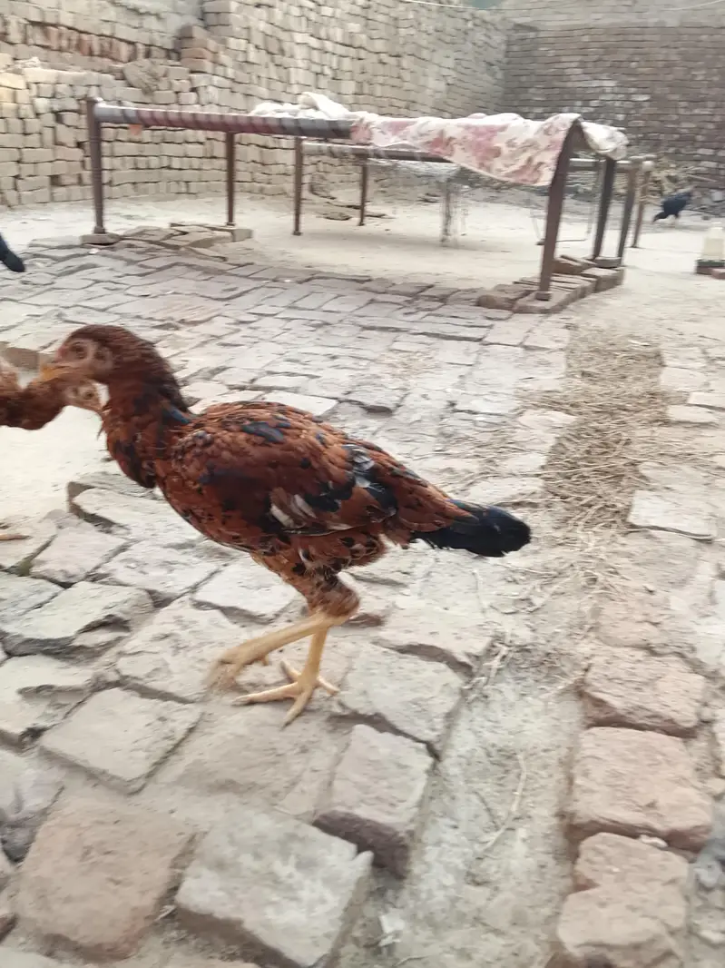 asil patha parhi for sale high quality birds — photo 10