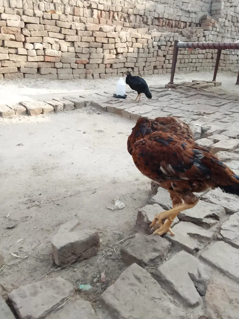 asil patha parhi for sale high quality birds — photo 11