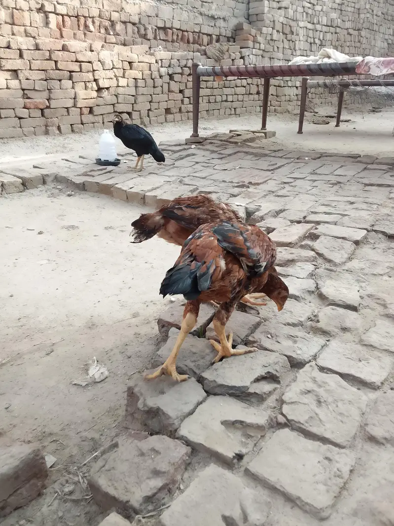 asil patha parhi for sale high quality birds — photo 12
