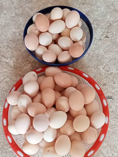 Desi eggs sell in Jhelum fresh