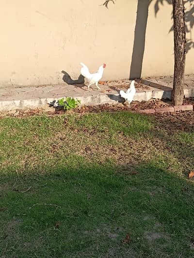 English game zero size hen fertile egg