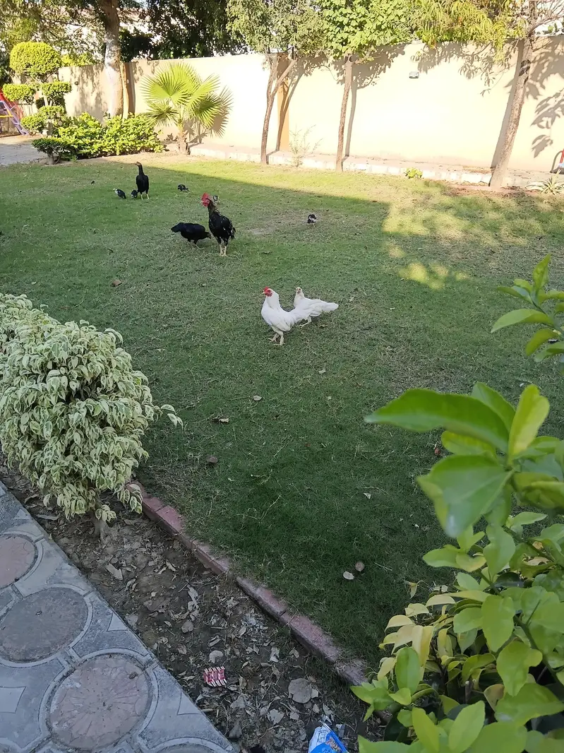 English game zero size hen fertile egg — photo 2