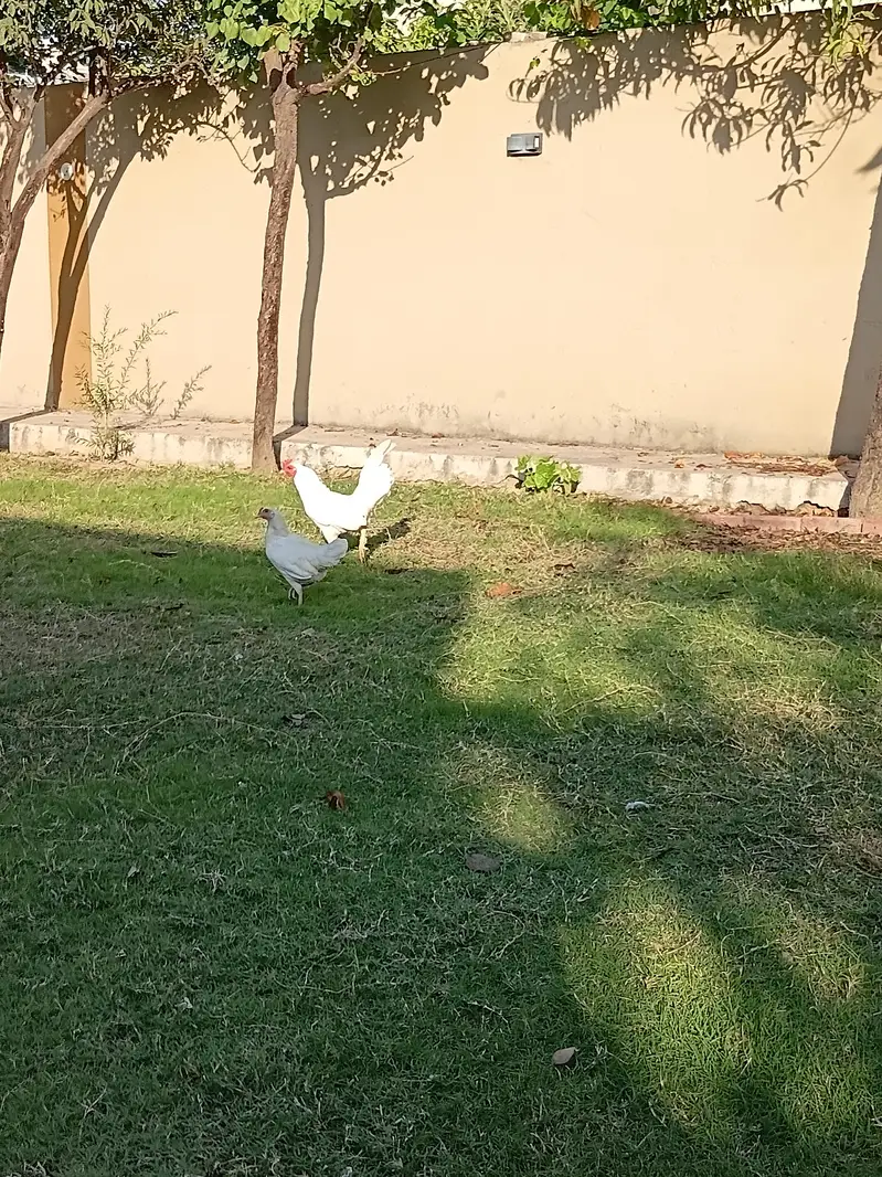 English game zero size hen fertile egg — photo 3