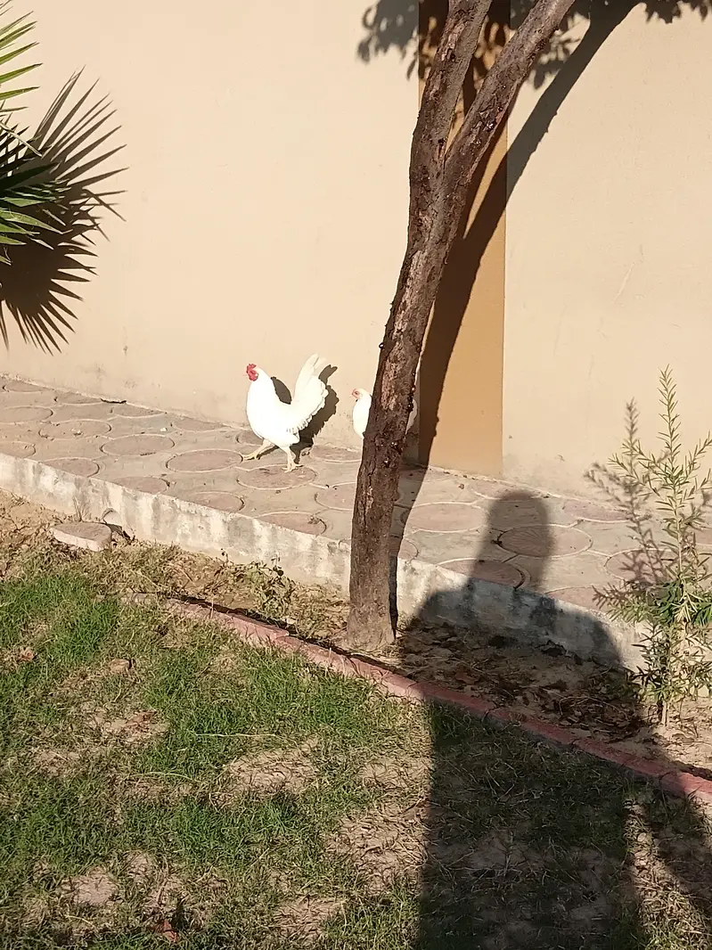 English game zero size hen fertile egg — photo 4