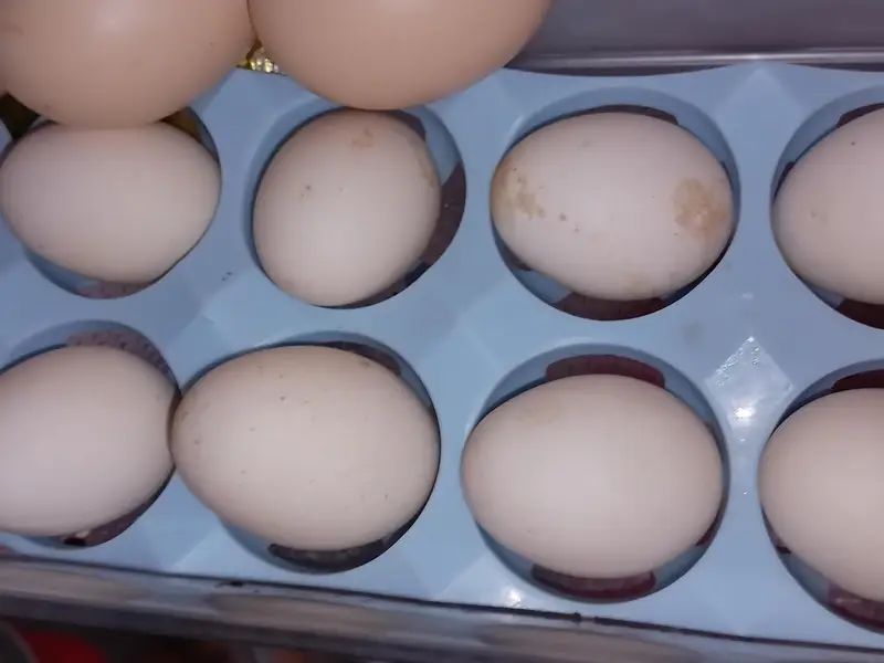 English game zero size hen fertile egg — photo 5