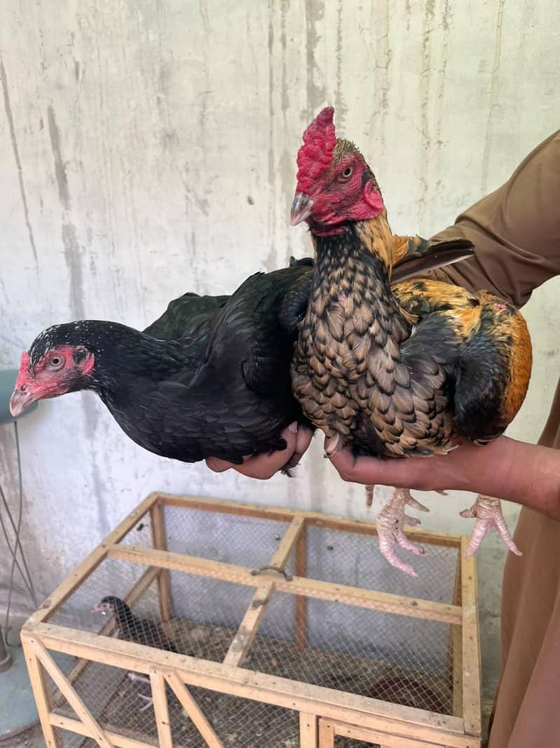 aseel hen 0