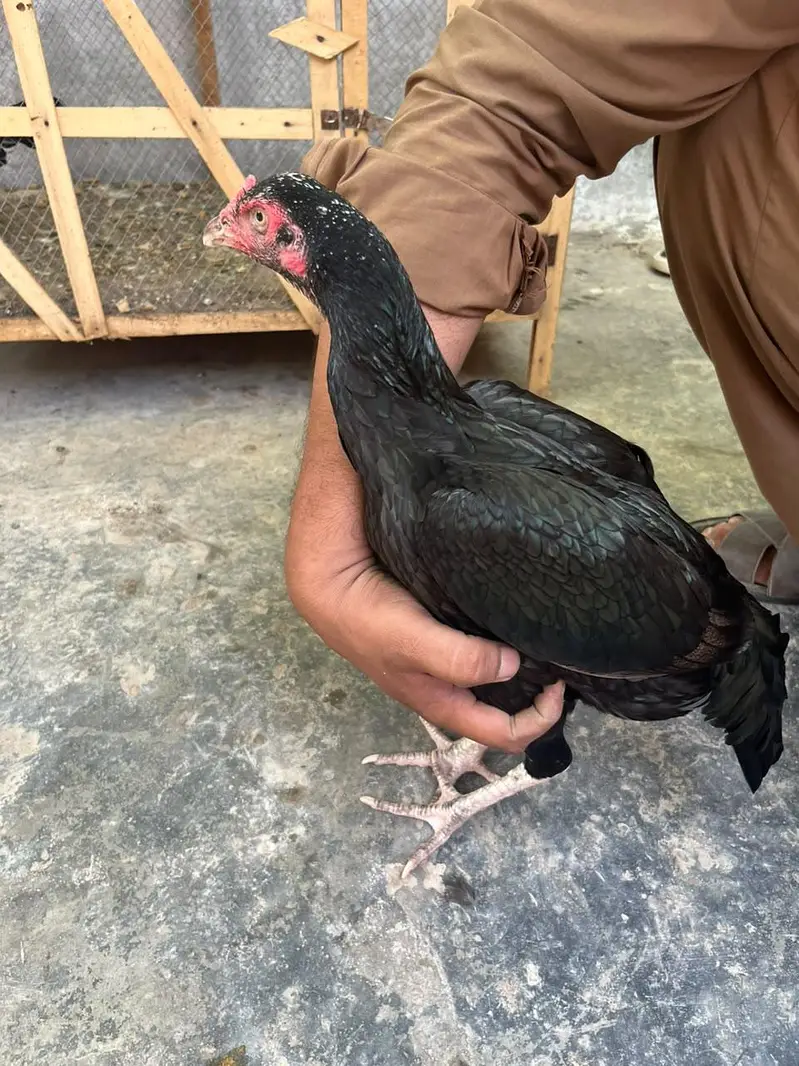 aseel hen — photo 2
