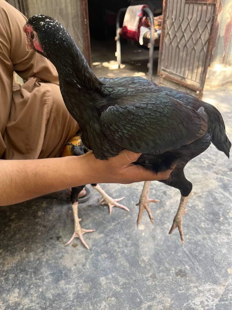 aseel hen 2