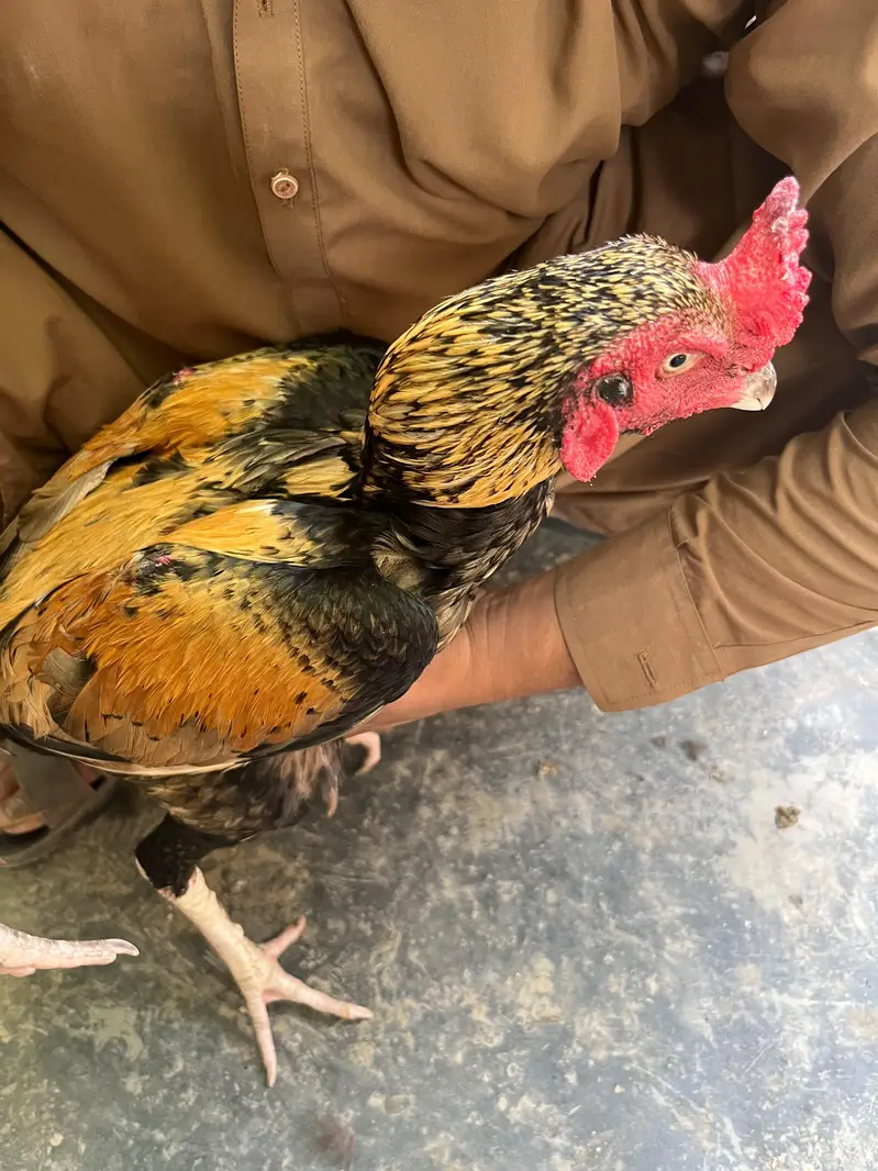 aseel hen — photo 4